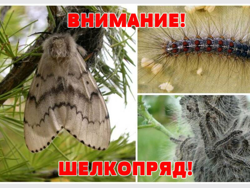 Внимание! Шелкопряд!.